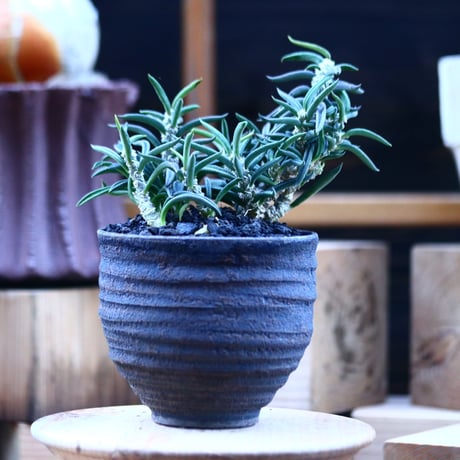 ユーフォルビア キリンドフォリア／Euphorbia cylindrifolia   no.103143