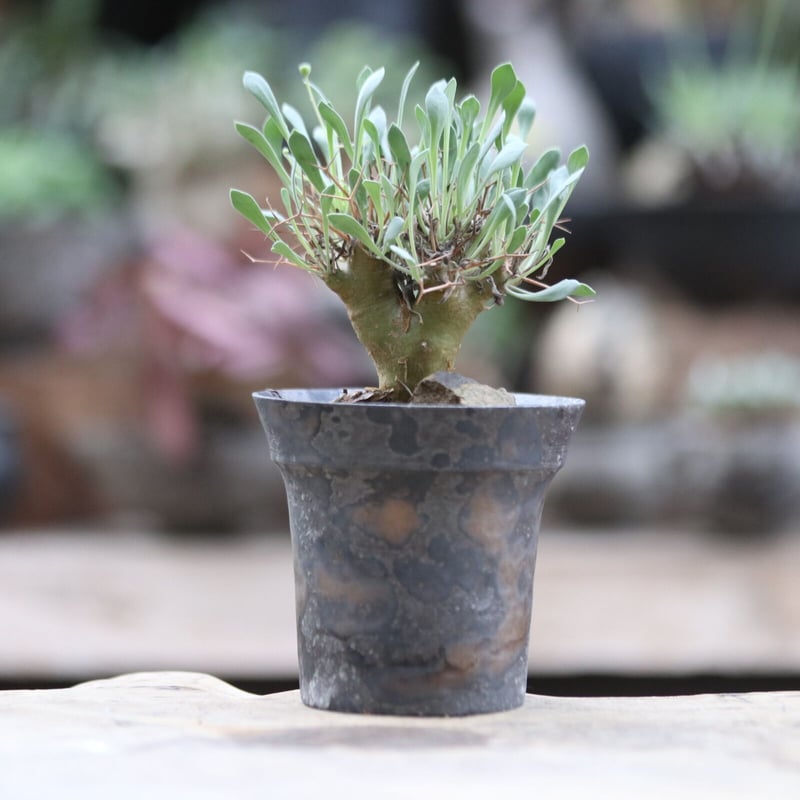 オトンナ ユーフォルビオイデス 実生／Othonna euphorbioides no.10