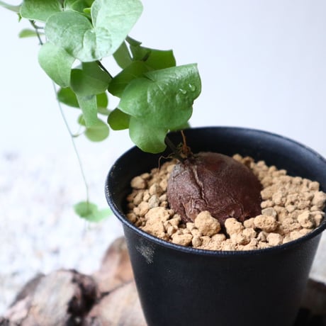 ディオスコレア   亀甲竜    Dioscorea elephantipe  no.101406