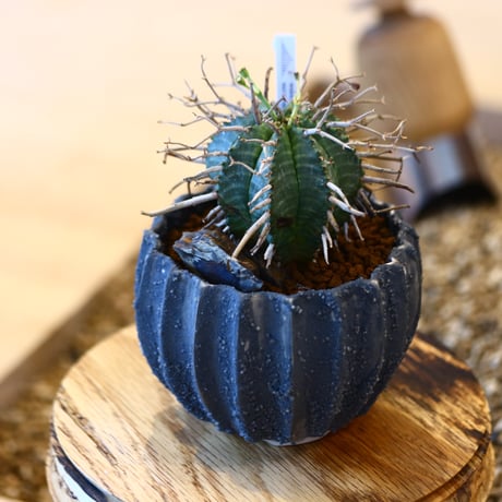 Euphorbia valida × soso   no.111233