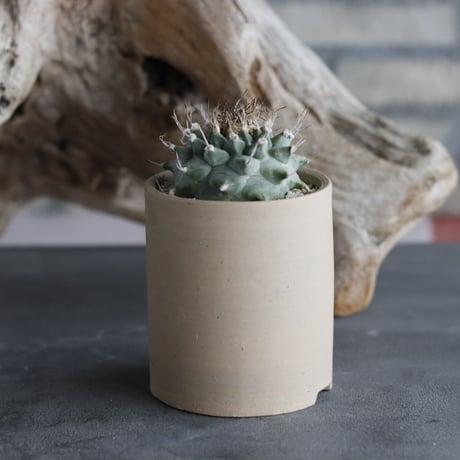 Turbinicarpus alonsoi × 備前鉢2.5号 / snp plants  no.607-10