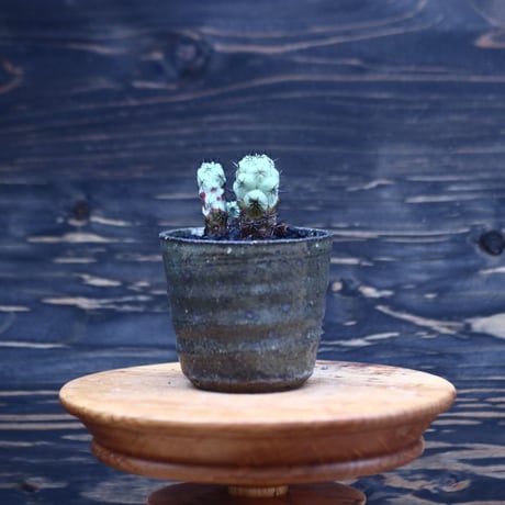 オルテゴカクタス  マクドガリー  Ortegocactus macdougallii     no.30721
