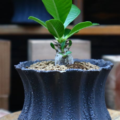 パキポディウム ウィンゾリー実生／Pachypodium baronii var. windsorii    no.73132