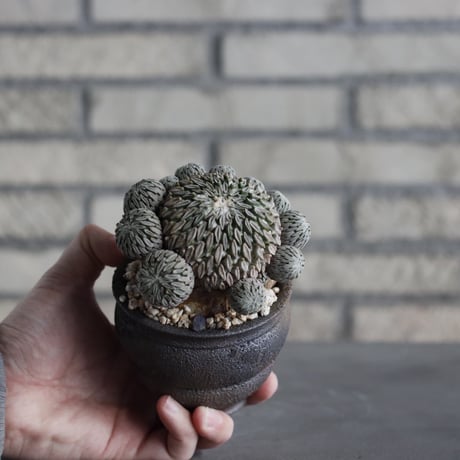 Pelecyphora aselliformis / 精巧丸 群生 × takero pot (3号) no.315/10