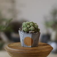 ユーフォルビア デカリー Euphorbia decaryi no.41817 |