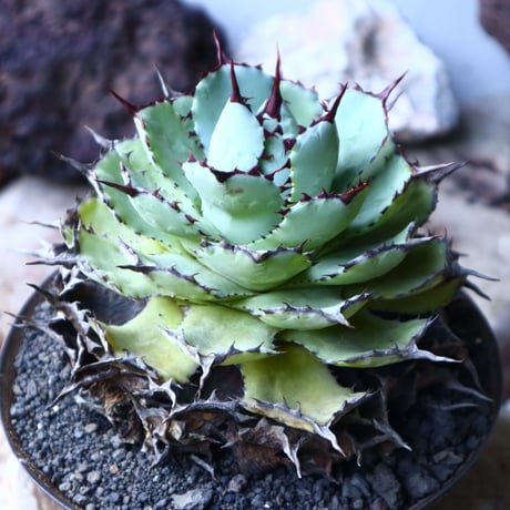 アガベ   ポタトラム     Agave potatorum    no.023