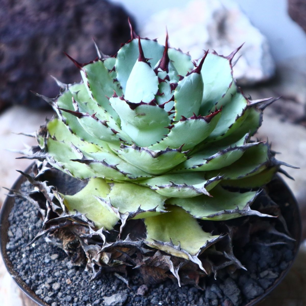 アガベ ポタトラム Agave potatorum no.023 | 芽の巣山