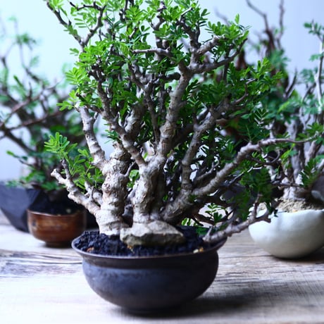 センナ メリディオナリス   Senna meridionalis  no.92701