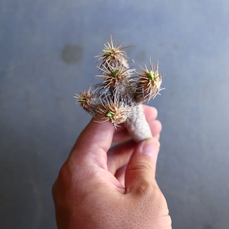 ユーフォルビア   ギラウミニアナ  Euphorbia guillauminiana  no.100606