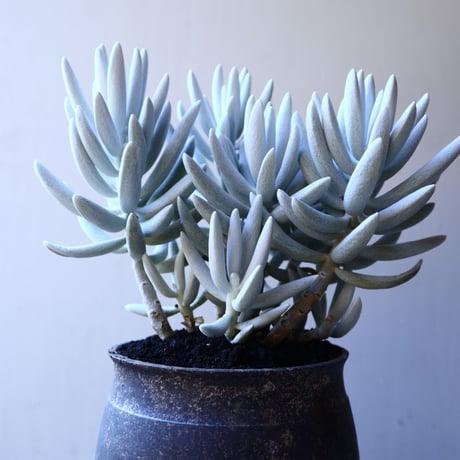 セネシオ  銀月     Senecio haworthii  no.11916
