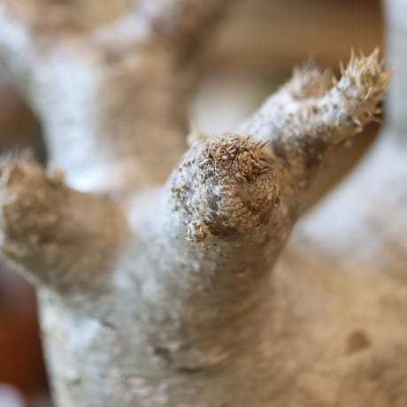 Pachypodium densiforum × Masato Akutsu   no.119-10