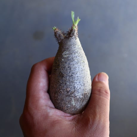 パキポディウム グラキリス 抜苗  Pachypodium rosulatum var. gracilius no.100614