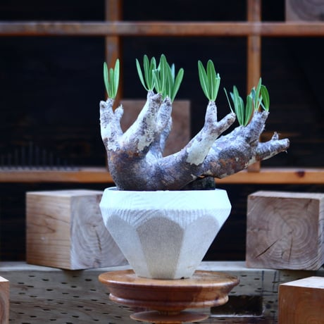 パキポディウム  イノピナツム／Pachypodium Inopinatum   no.82935