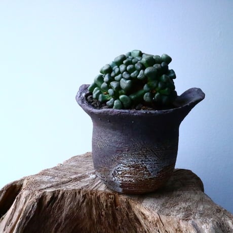 アロイノプシス  スクーネーシー   Aloinopsis schooneesii   No.008