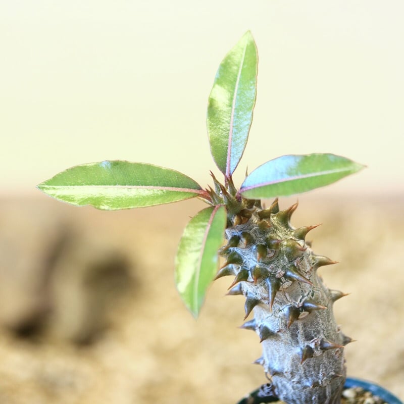 パキポディウム バロニー 珍株 3分岐 純血 実生 送料込み fit=scale-down,w=1200