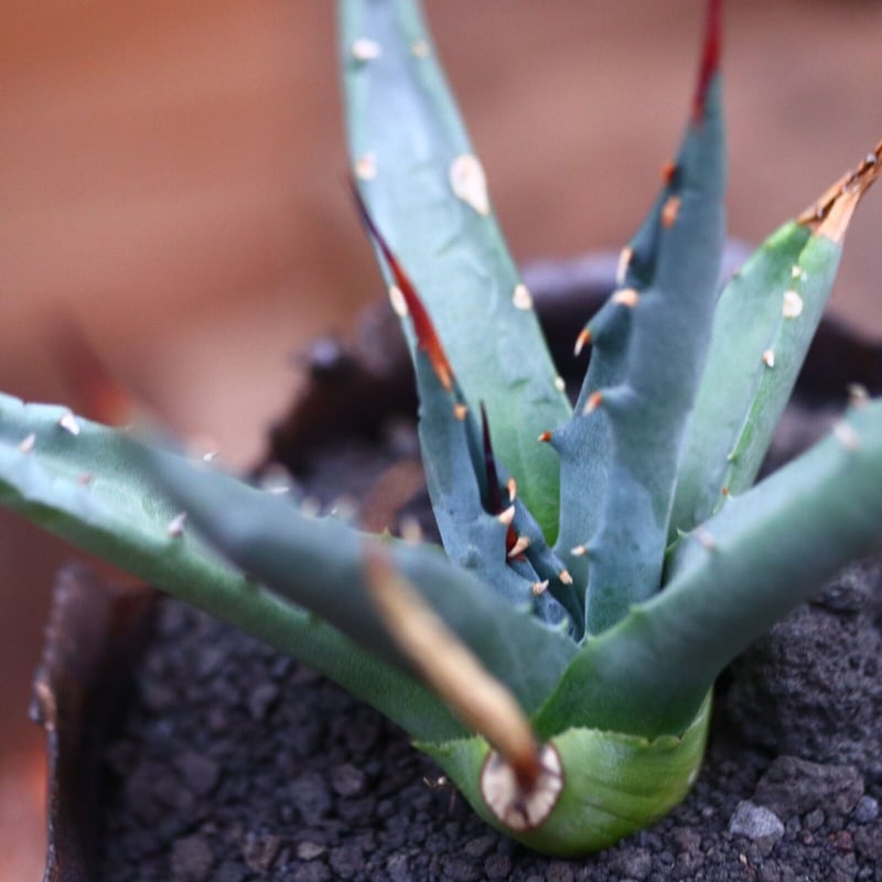 アガベ ユタエンシス ネバデンシス／Agave uthaensis var. nevadens