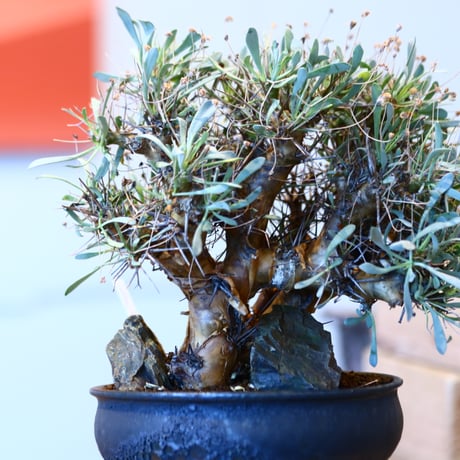 Othonna euphorbioides × Kazuhiro Arima   no.11442