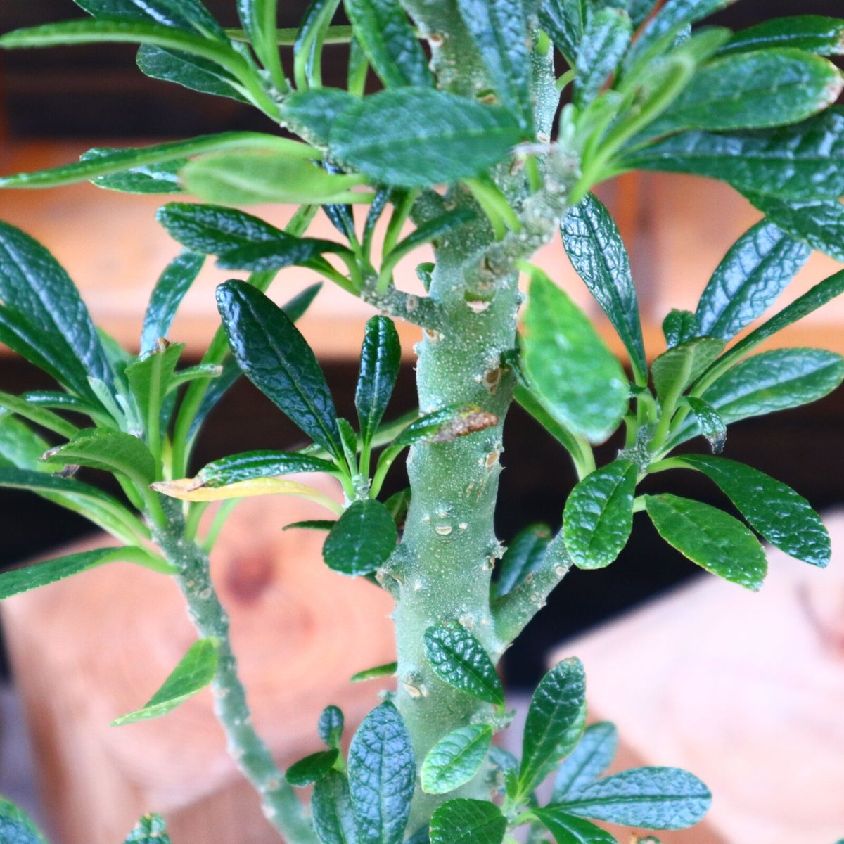 ドルステニア ギガス ドルステニア ギガス026 Dorstenia gigas | Sunny Branch
