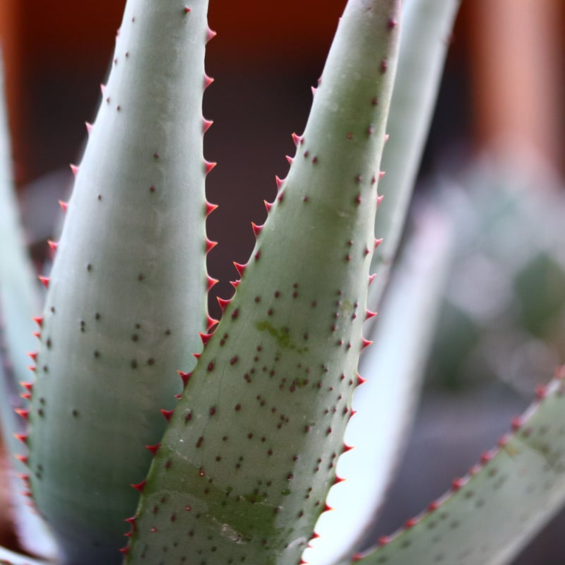 アロエ コニフェラ / Aloe conifera no.31953 | 芽の巣山