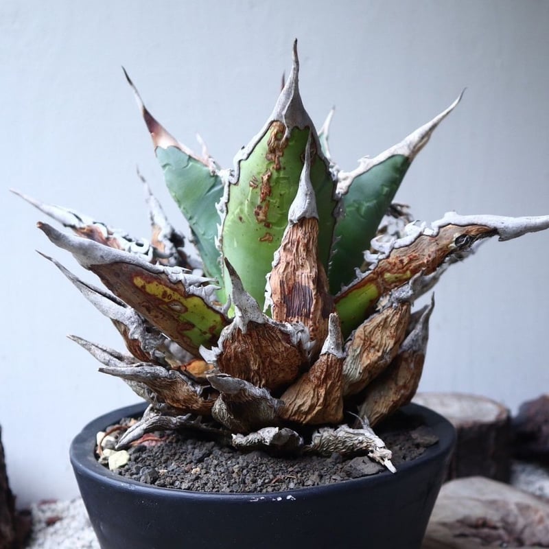 アガベ fo076 old チタノタ　オールド アガベ チタノタ FO-076 OLD （抜き苗販売）RF22836 | RAFLUM