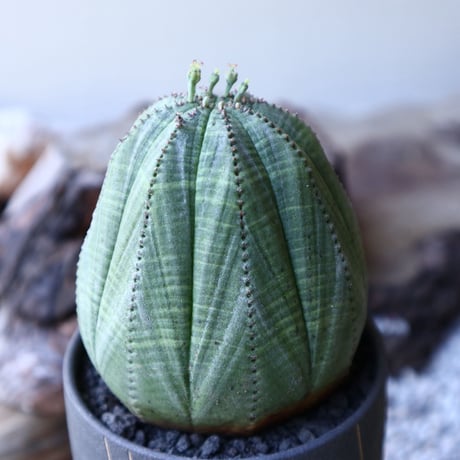 ユーフォルビア  オベサ ♀　 Euphorbia obesa　no.51925