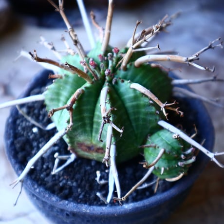 ユーフォルビア  バリダ    Euphorbia valida     no.32214