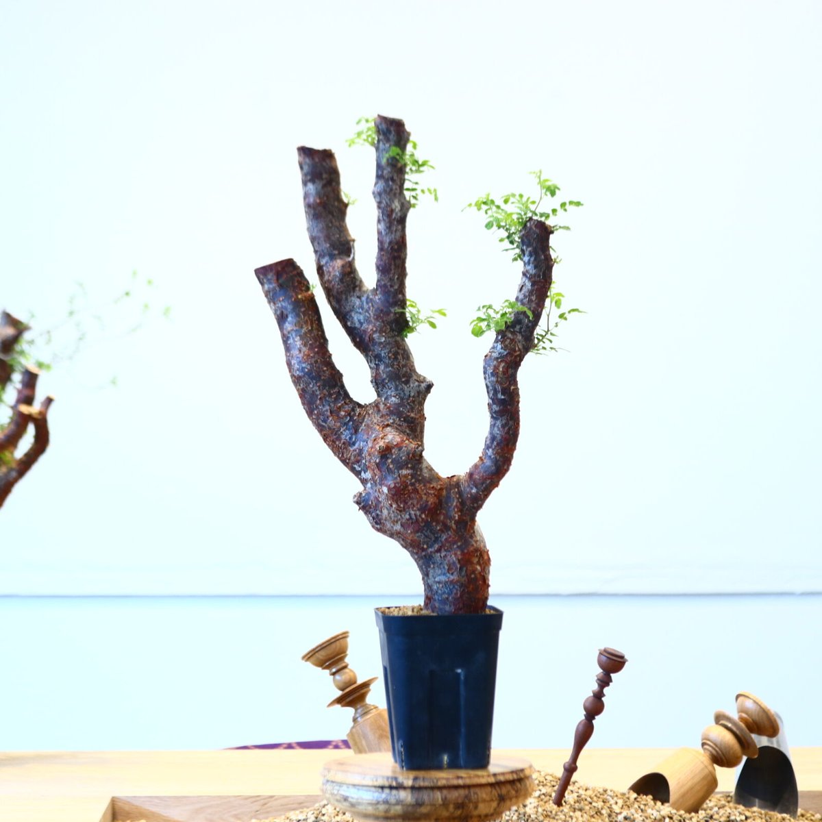 コミフォラ モンストローサ / Commiphora monstrosa no.62503