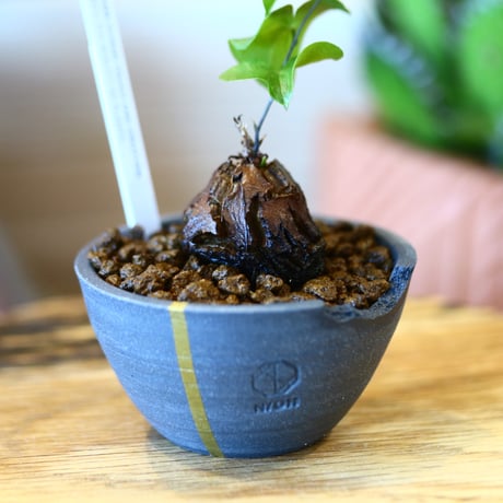 N/OH × Dioscorea elephantipe    no.111911