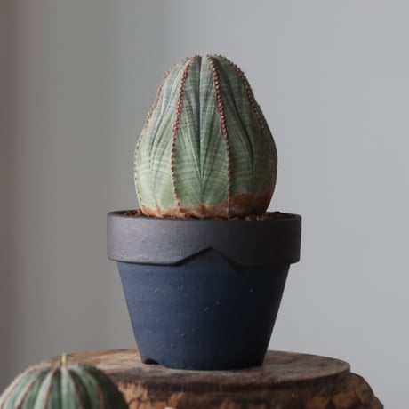 Euphorbia obesa × YAMABACHI var. Atsushi Funakushi  no.905-25