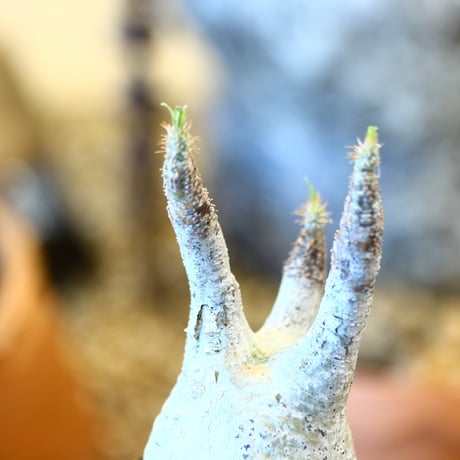 Pachypodium gracilius   no.32433