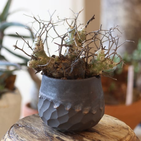 Tylecodon reticulate × N/OH  no.82538