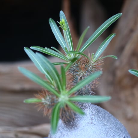 パキポディウム  グラキリス / Pachypodium  gracilius/ 発根済み   no.21911