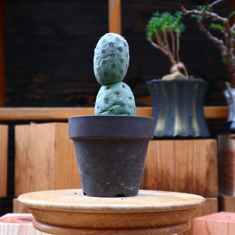テフロカクタス  ゲオメトリクス／Tephrocactus geometricus   no.50146