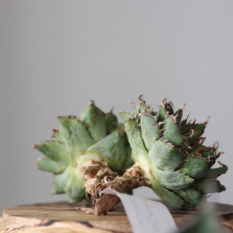 Agave titanota filigree Devil/ Style of Chika　no.42138