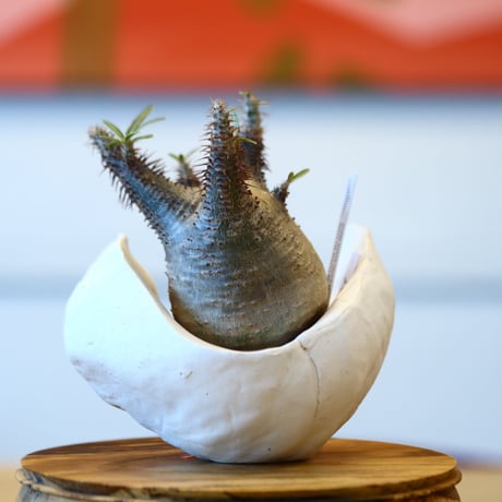 Pachypodium  gracilius × Kazuhiro Arima    no.100818