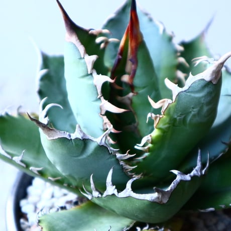 アガベ   チタノタ 　 Agave  titanota   no.121519