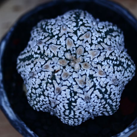 アストロフィツム   スーパー兜／Astrophytum asterias 'Super Kabuto'   no.122674