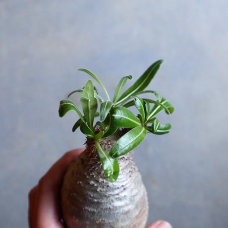 パキポディウム グラキリス   Pachypodium rosulatum var. gracilius no.110329