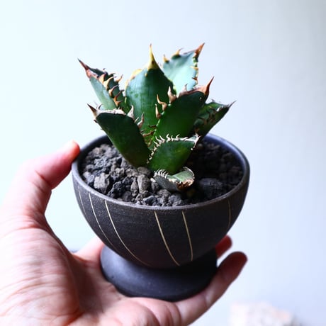 アガベ チタノタ レッドキャット   Agave titanota"Red Catweezle”   no.71442
