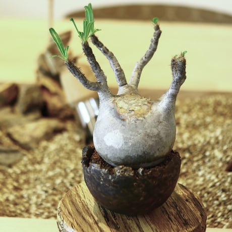パキポディウム  グラキリス / Pachypodium  gracilius   no.52103