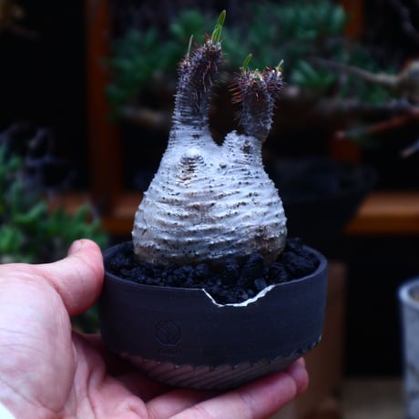 パキポディウム  グラキリス／Pachypodium  gracilius       no.53004