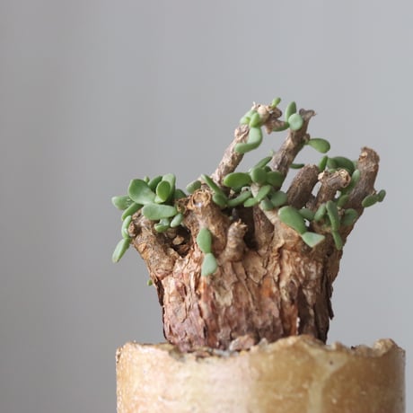 Ceraria pygmaea × N/OH (2.5号鉢)  no.420-51