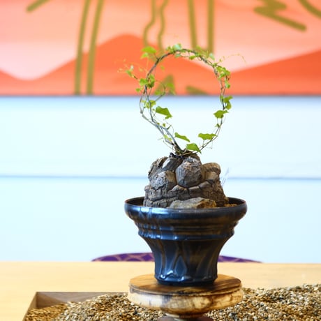 Dioscorea elephantipe × Yuta Uchida    no.100850