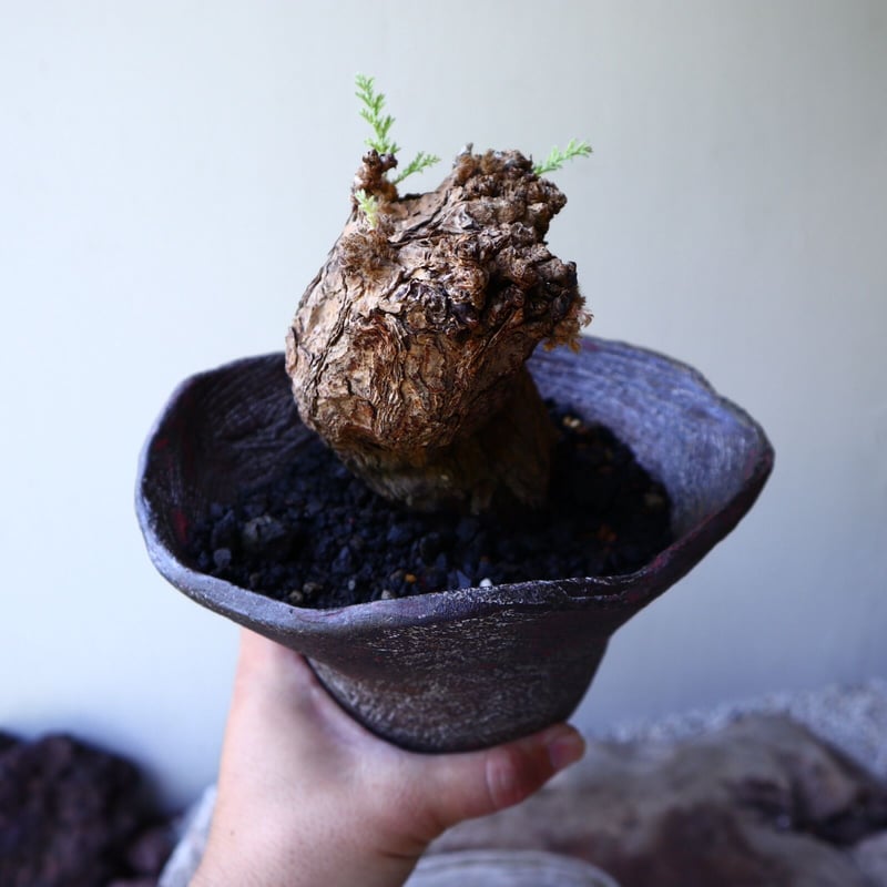 大型 Pelargonium triste ペラルゴニウム トリステ 鉢付発送 大型 Pelargonium triste ペラルゴニウム トリステ 鉢付発送