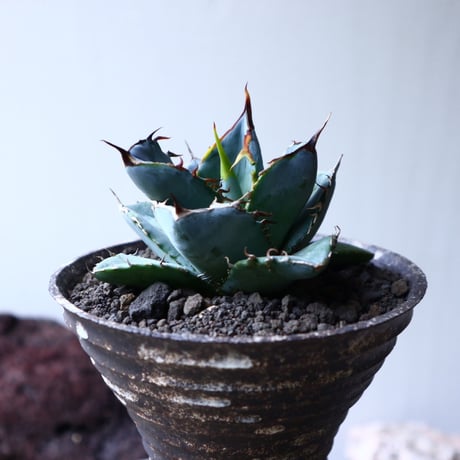 アガベ ホワイトアイス   Agave titanota 'White Ice'    no.71404