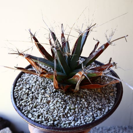 レウクテンベルギア  晃山    Leuchtenbergia principis  no.40713