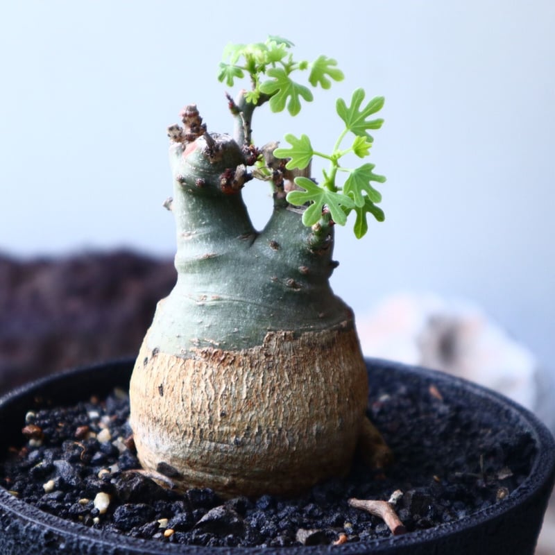 アデニア グラウカ Adenia glauca no.016 | 芽の巣山
