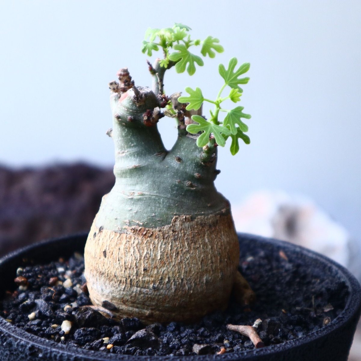 アデニア グラウカ Adenia glauca no.016 | 芽の巣山