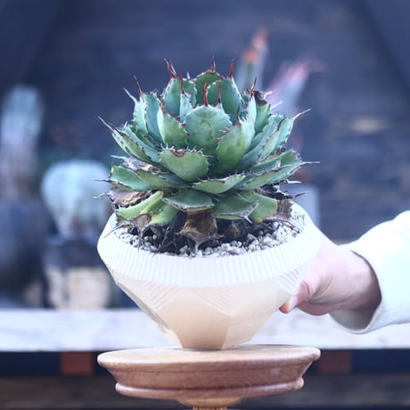 アガベ   ポタトラム    Agave potatorum    no.22812