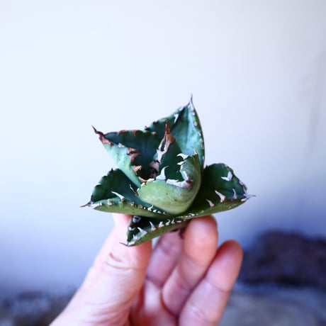 アガベ   チタノタ    Agave  titanota     no.111001